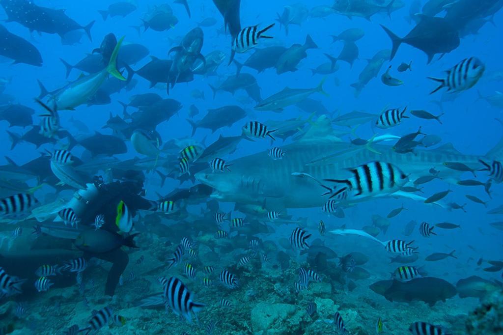 Raviravi Beqa Lagoon Resort מראה חיצוני תמונה